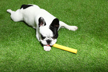French Bulldog Playing With Toy On Green Grass
