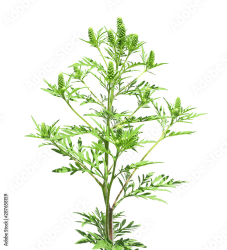 Blooming ragweed plant (Ambrosia genus) on white background Tableau sur Toile