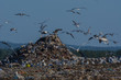 A lot of seagull pillet dump looks for and fights for human discarded food