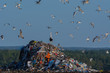 A lot of seagull and stork pillet dump looks for and fights for human discarded food,