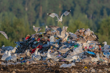 A lot of seagull pillet dump looks for and fights for human discarded food