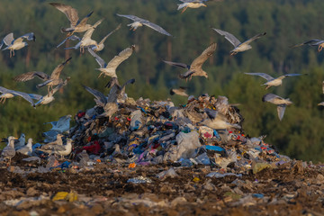 A lot of seagull pillet dump looks for and fights for human discarded food