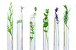 research Concpt on plants, aromatic herbs and flowers in test tubes