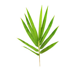  Green bamboo leaf isolated on white background with clipping path..