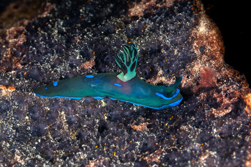 Tambja morosa, also known as Tambja kushimotoensis or Gloomy Nudibranch, is a species of sea slug, a dorid nudibranch, a shell-less marine gastropod mollusk in the subfamily Nembrothinae