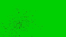 Large Swarm Of Flying Mega Bats, Isolated On Green Screen