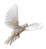 free flying white dove isolated on a white background