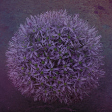 Close Up Of Purple Allium