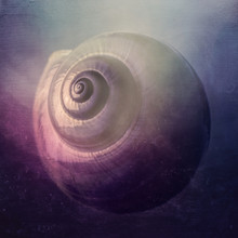 Snail Shell With Texture
