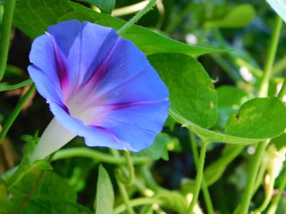 Wall Mural - Morning Glory