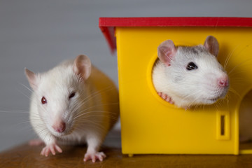 Wall Mural - Two funny domestic pet rats and a toy house.