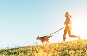 Wall Mural - canicross exercises. man runs with his beagle dog at sunny morning