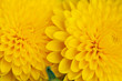 chrysanthemum closeup macro open buds