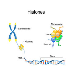 Wall Mural - Histones close up. Organization and packaging of genetic material (DNA) in Chromosome