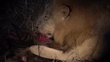 Poster - Lion eating a gnu at night in kruger park south africa