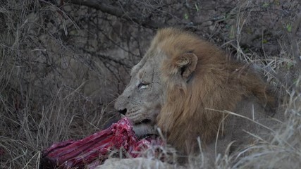 Canvas Print - Lion eating a gnu at night in kruger park south africa