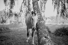 A Horse Stands By A Birch. A Horse Is Walking In The Forest. Spotted Color On A Horse. White Mare Near A Tree.