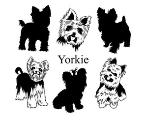 Wall Mural - Set of yorkies. Collection of pedigree dogs. Black white illustration of a york dog. Vector drawing of a pet. Tattoo.