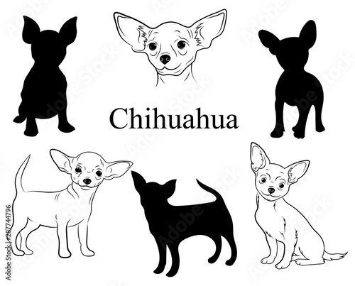 Chihuahua Set Collection Of Pedigree Dogs Black And White Illustration Of A Chihuahua Dog Vector Drawing Of A Pet Tattoo Stock Vector Adobe Stock