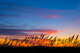Fototapeta  - closeup prairie grass silhouette on the dramatic evening sky background