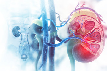 Wall Mural - Human kidney cross section on scientific background