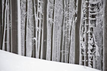 Canvas Print - winter forest with trees covered snow