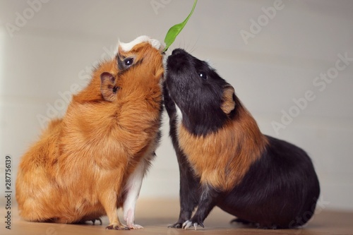 Fotomural two guinea pigs eating a leaf