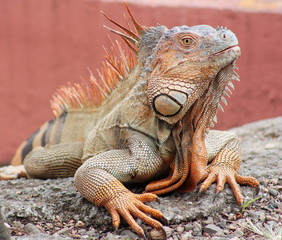 Amazing orange Iguana with the typical row of spines along the back 