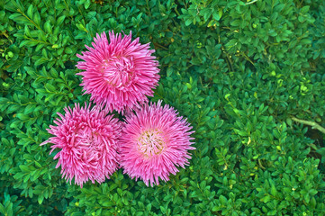 Wall Mural - Bright pink aster flower on green texture