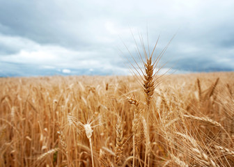 one head of wheat above a field in a stormy sky in the drakensberg, south africa