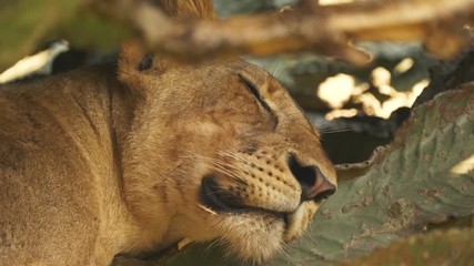 Wall Mural - Lion lying in tree in Queen Elizabeth Naional Park, Uganda