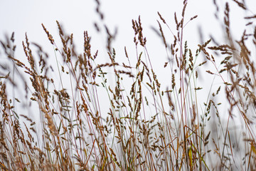 Naklejka na meble Grass waving in the wind against white a foggy and white sky.