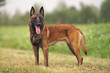 © Eudyptula - Happy young Belgian Shepherd dog Malinois with a chain collar staying outdoors on a green grass in summer