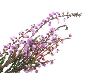 Poster - pink heather flowers on a white background