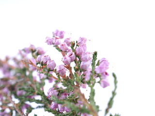 Poster - pink heather flowers on a white background