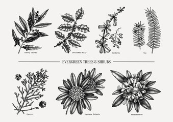 Evergreen trees and shrubs collection. Vintage Christmas elements set. Vector botanical illustration with leaves, conifers, branches, flowers, cones. 