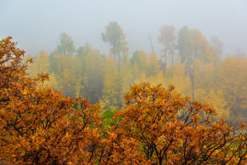 Wall Mural - Autumn Foggy Day