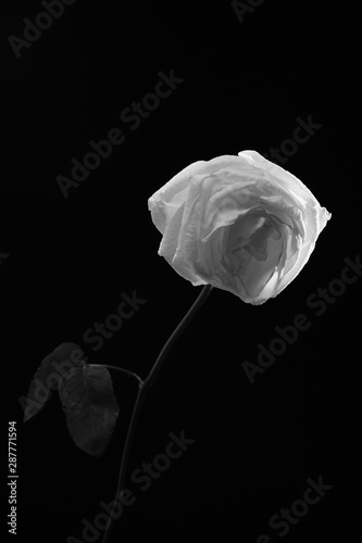白 バラ 薔薇 ばら 一輪 黒バック 黒背景 マクロ 接写 枯れた しおれた 白黒 モノクロ Stock Photo Adobe Stock