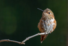 Hummingbird Sitting On A Branch