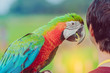 Colorful macaw parrot perching on the hand and wait to fly for excercise in the field
