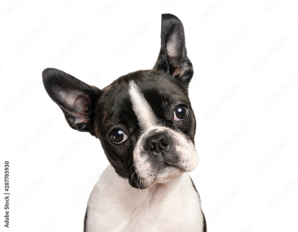 Boston terrier puppy isolated on white for copy space use - studio shot - obrazy, fototapety, plakaty 