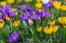Field Of Flowering Crocus Vernus Plants, Group Of Bright Colorful Early Spring Flowers In Bloom