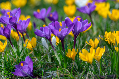 Plakat krokusy  pole-kwitnacych-roslin-crocus-vernus-grupa-jasnych-kolorowych-wczesnych-wiosennych-kwiatow-w