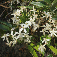 Sticker - Clematis armandii