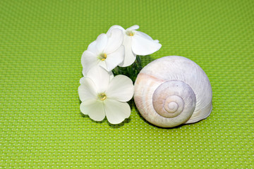 Wall Mural - Romantic composition with phlox flowers and snail shell