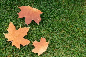 Wall Mural - dry autumn maple leaves lie on the green grass