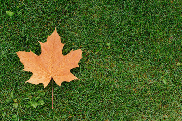 Wall Mural - dry autumn maple leaf lie on the green grass