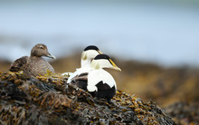 Close-up Of A Group Of Common Eiders Lying In Seaweeds