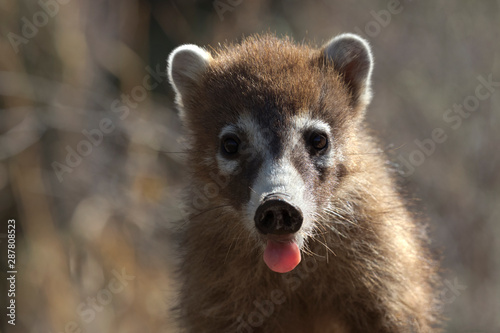 Fotografía Coati sticks pink tongue out in close up portrait