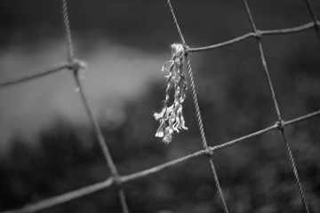 Closeup torn old rope net from a football goal with a dry thread end and knots and a blurred background.